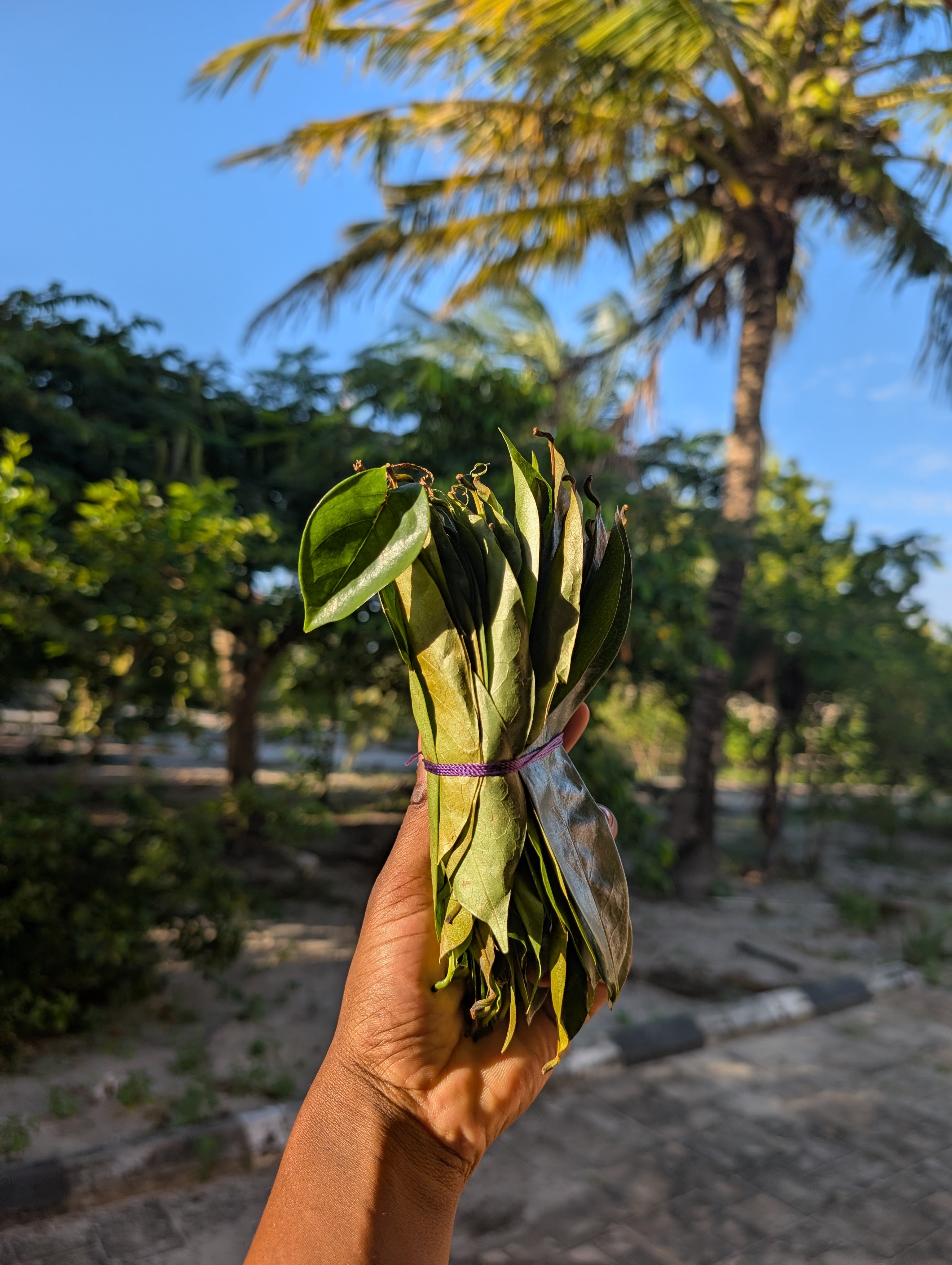 Soursop Leaves 🌿 (handpicked & cleaned / bug free/ unwashed / premium dried )