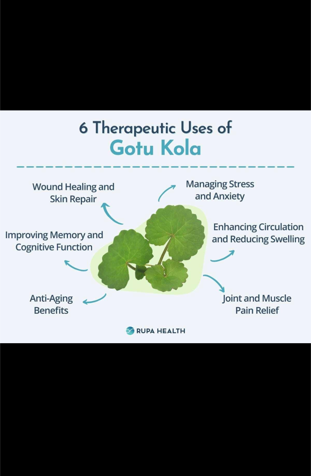 Gotu Kola 🍀 Leaf (premium)