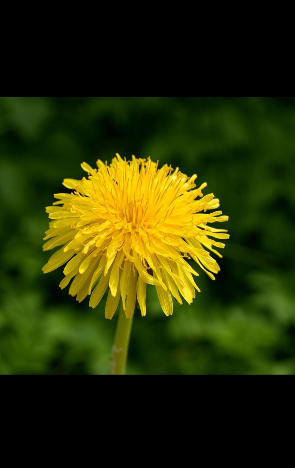 Dandelion Root Extract Powder🌻 Pure (premium)