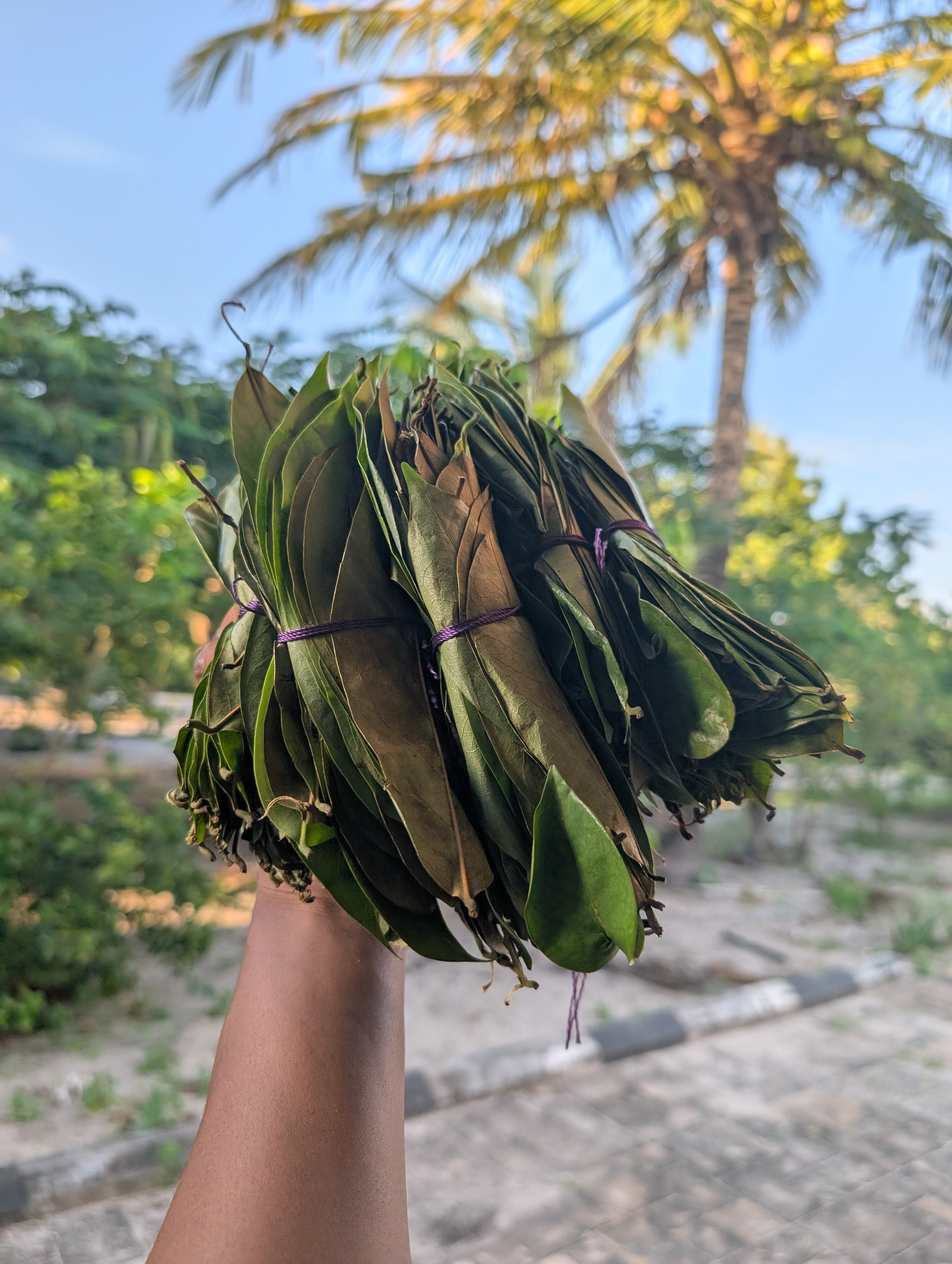 Soursop Leaves 🌿 (handpicked & cleaned / bug free/ unwashed / premium dried )