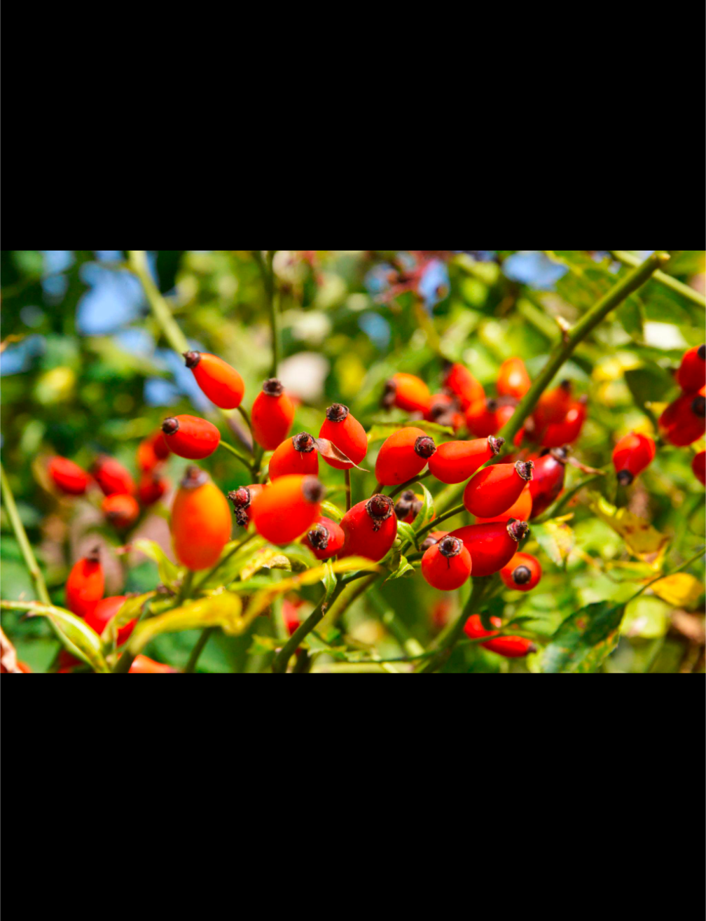 Rose Hip Oil ♥️ Pure (Red - Active compounds, premium)