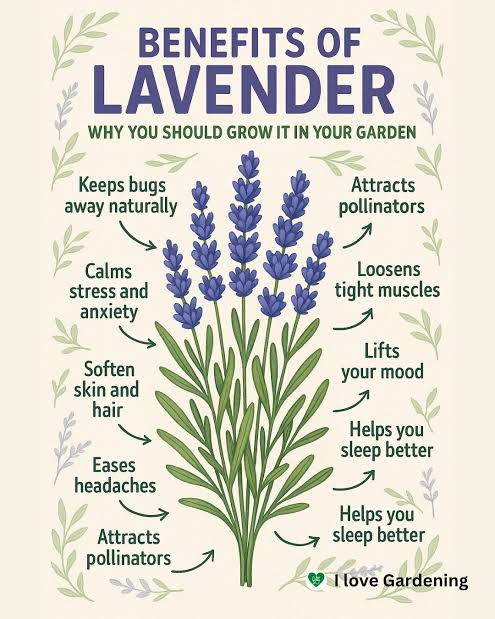 Lavender Buds Whole 🪻Pure (premium)