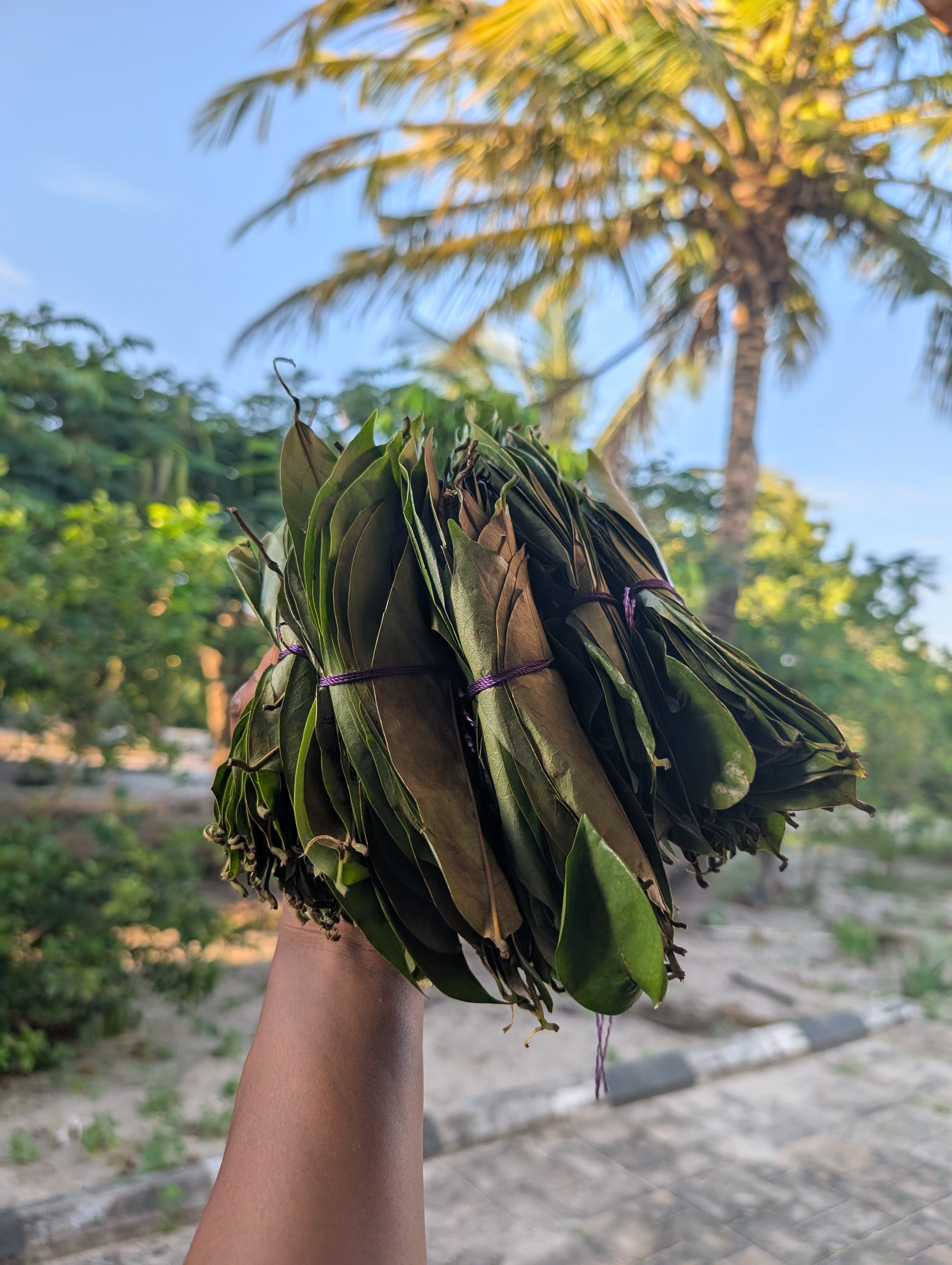 Soursop Leaves 🌿 (handpicked & cleaned / bug free/ unwashed / premium dried )