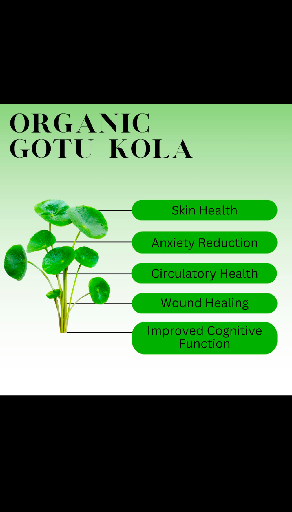 Gotu Kola 🍀 Leaf (premium)