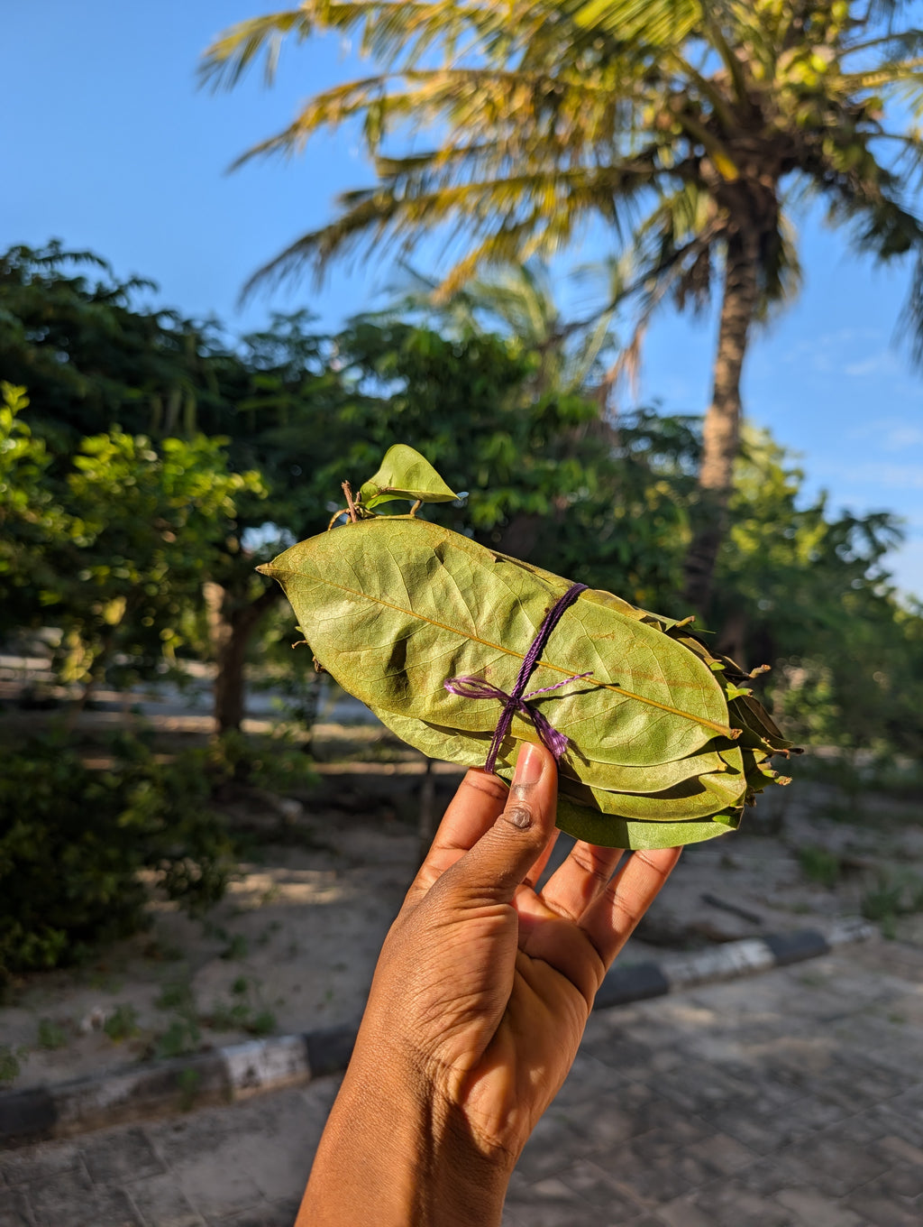 Soursop Leaves 🌿 (handpicked & cleaned / bug free/ unwashed / premium dried )