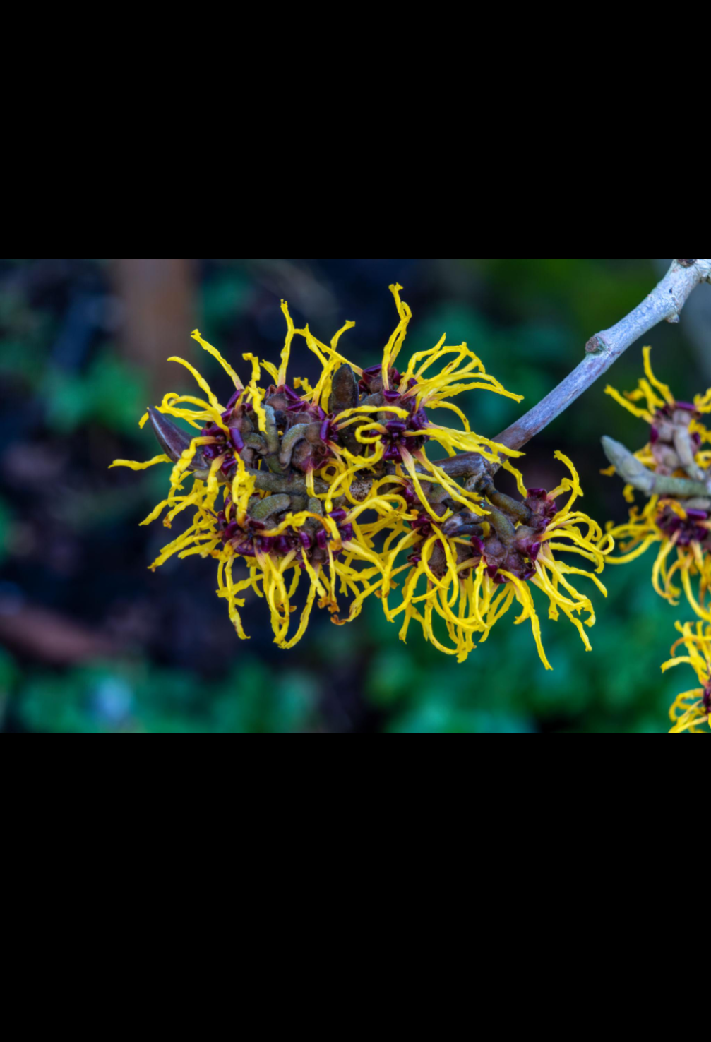 Witch Hazel Hydrosol 🌼 Pure (alcohol free,steam distilled, premium)