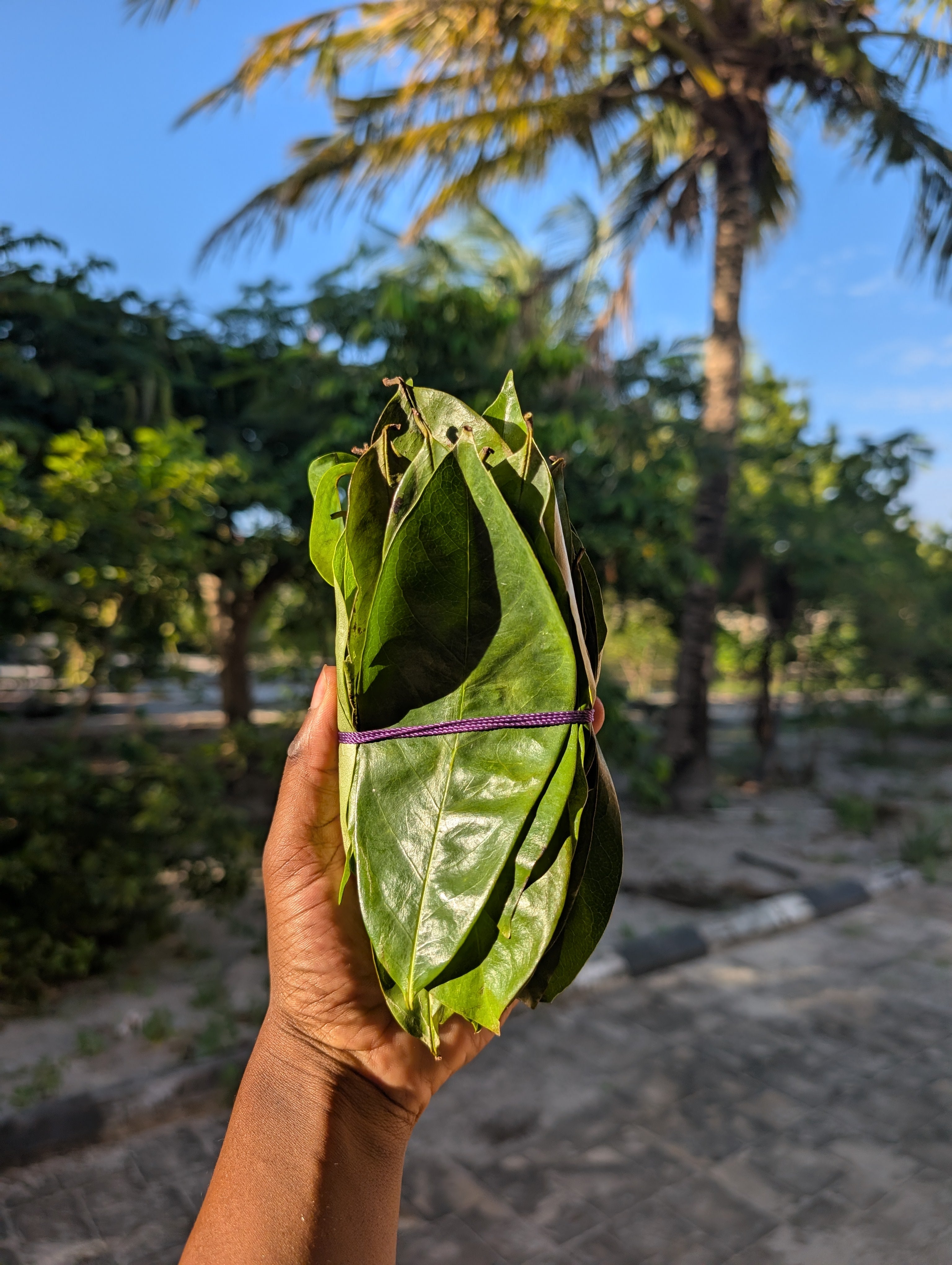 Soursop Leaves 🌿 (handpicked & cleaned / bug free/ unwashed / premium dried )