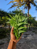 Neem Leaves 🌿 (dried, unwashed, premium, handpicked)