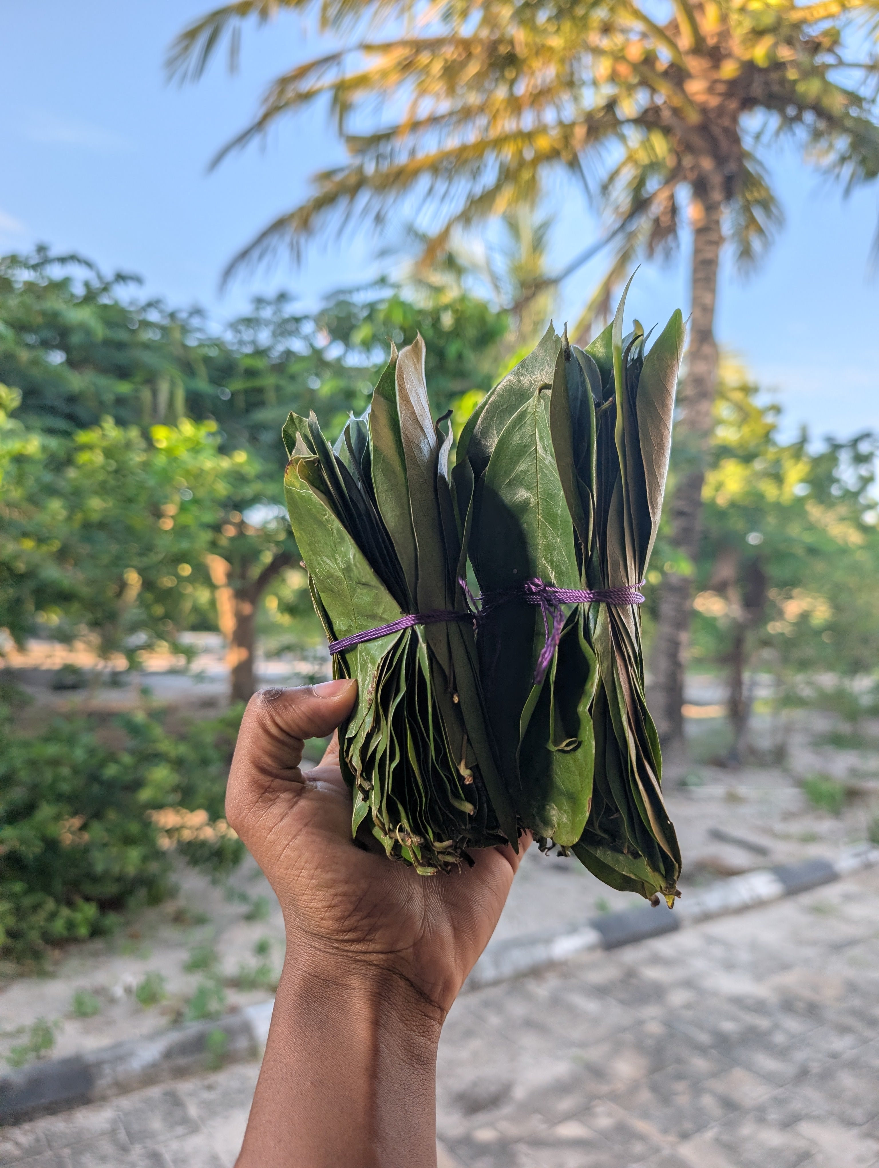 Soursop Leaves 🌿 (handpicked & cleaned / bug free/ unwashed / premium dried )
