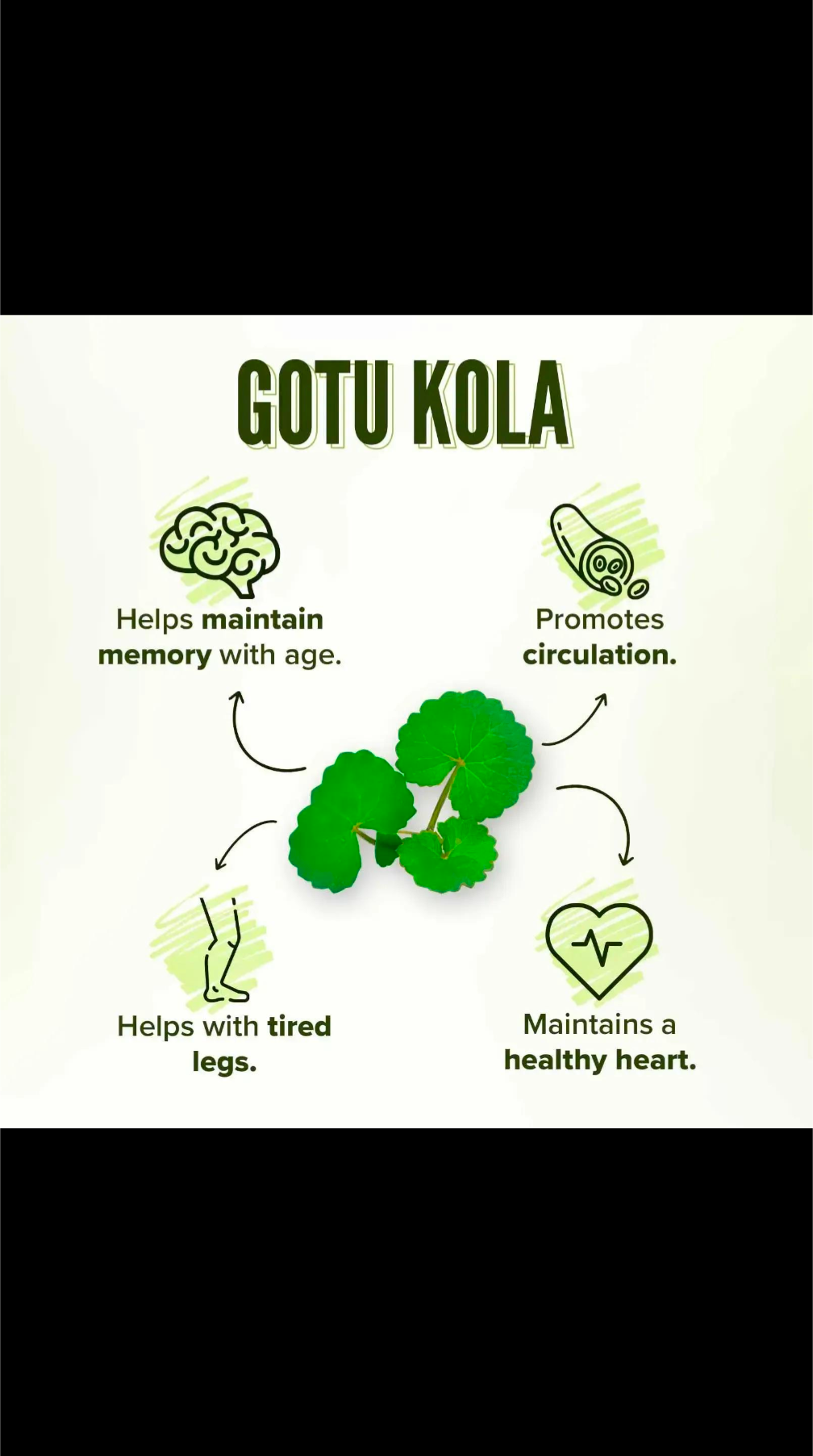 Gotu Kola 🍀 Leaf (premium)